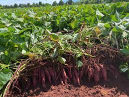 Sweet Potato Harvesting